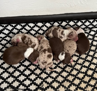 Australian Shepherd – Purebred Australian Shepherds
