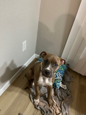 American Bulldog – the cutest little guy