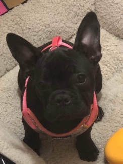 French Bulldog – French bulldog puppy