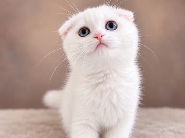 Scottish Fold – Scottish Fold Girl – Fort Lee