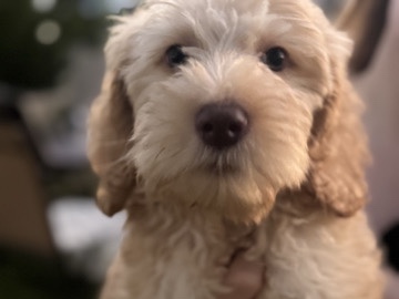 Goldendoodle – Doodle Puppy available – Sacramento
