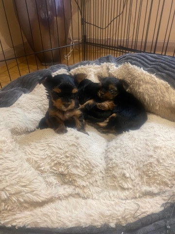 Yorkshire Terrier – teacup yorkies for sale