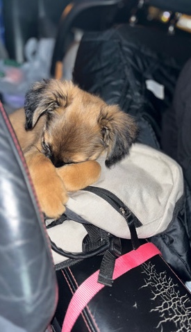 German Shepherd – German/ Australian shepherd
