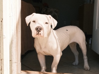 Mixed Breed – Mochi 40lbs of love – Lancaster