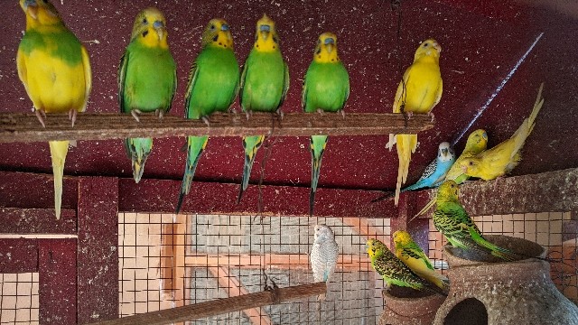 Love Birds - Budgerigar