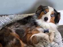 Miniature Australian Shepherd – 100% pure Australian Shepherd. – Orlando