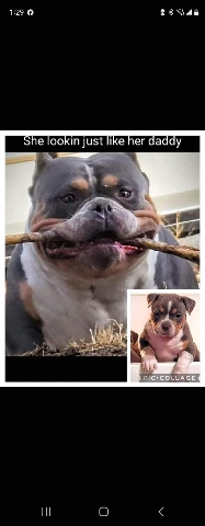 American Bulldog – American bully pups