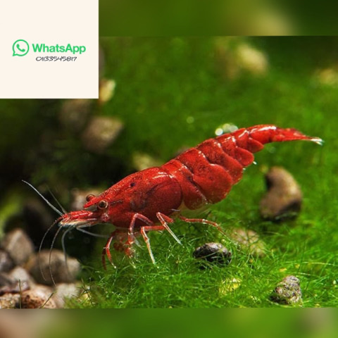 Shrimp Cherry