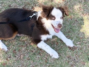 Miniature Australian Shepherd – Free – Besame
