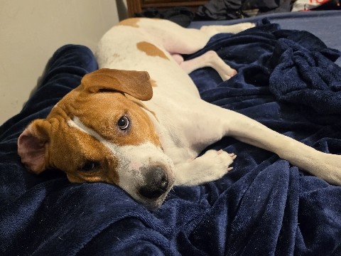 American Pit Bull Terrier – Meet Milo – Sumter