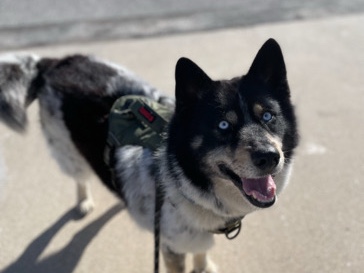 Pomsky – Black and White Pomsky – Cape Coral