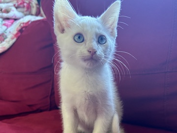 Zen (8-10 weeks)