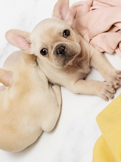 French Bulldog – French bulldog puppies – Topeka