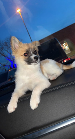 Pomeranian – selling teddy