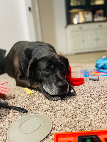 Labrador Retriever – Fido needs a home!