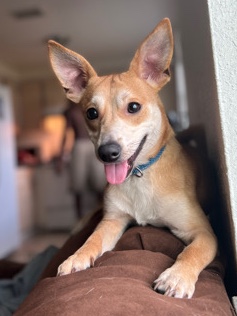 Jack Russell Terrier – Jack Chi