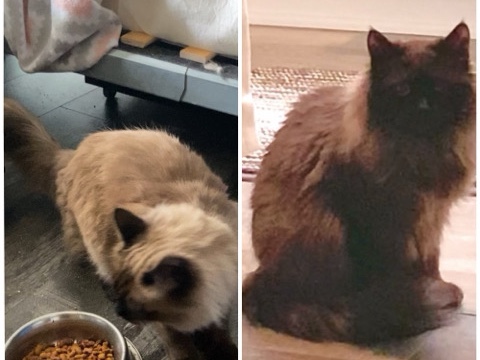 Persian (Modern) – 2 cats 1 Persian 1 Himalayan boy girl
