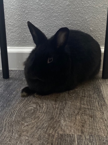 American – rabbit (female)