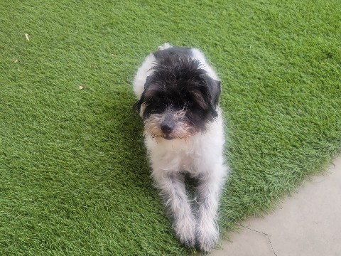 Poodle – Rehoming schnoddle female – Herriman