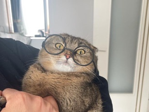 Scottish Fold – 6-jährige Scottish-Fold-Katze sucht dringend ruhiges Zuhause (kostenlos) – Duisburg