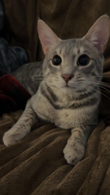 Bengal – Rehoming Bengal Cat – Fort Pierce