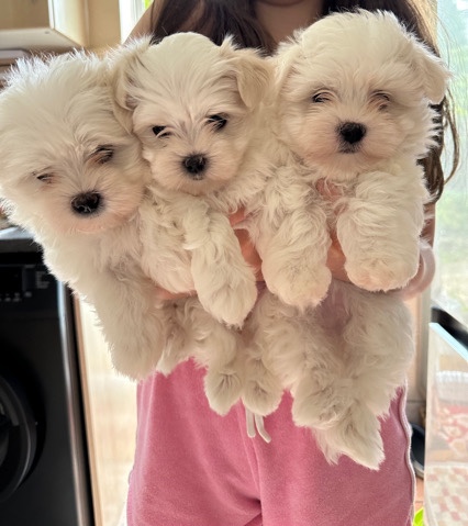 Maltese – Maltese puppies