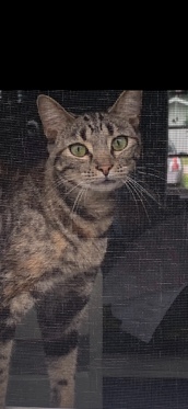 Domestic tabby cat