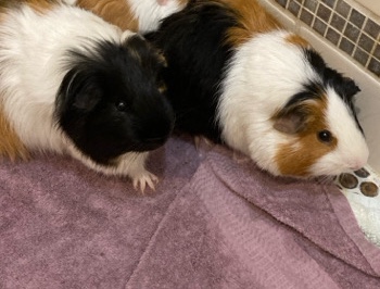 Two Male Guinea Pigs (bonded) Looking For New Home