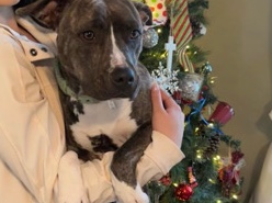 American Pit Bull Terrier – full blood pitbull terrier – Knoxville