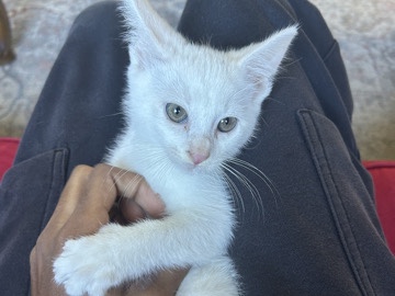 Snowball (8-10 weeks)