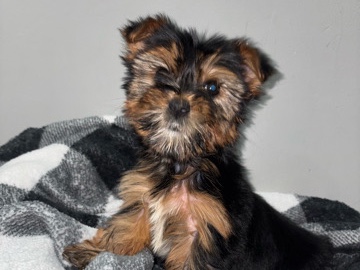 Yorkshire Terrier – Yorkie – Philadelphia