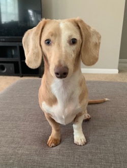 Dachshund – Dachshund Rehome