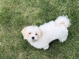 Maltese – 7 month Old Male Maltse – Westminster