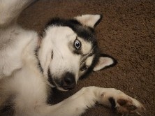 Siberian Husky – pure breed husky female – Cleveland