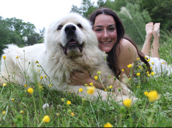 Great Pyrenees – Loving Great Pyrenees – 7 Years Old – Greeneville – Bulls Gap