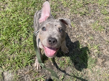 American Pit Bull Terrier – American Bully Puppy – Little River
