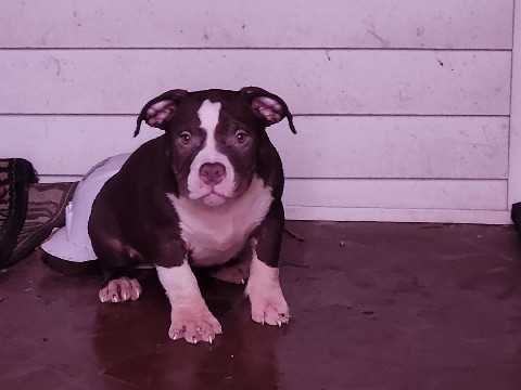 American Pit Bull Terrier – American Bully – Hilton Head Island