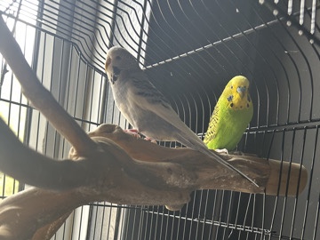 Budgerigar – budgies – Leeds