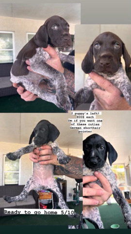 100% purebred german shorthaired Pointer puppies 