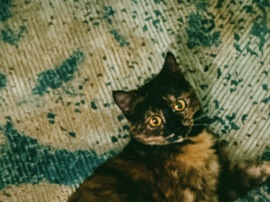 mocha – Taif