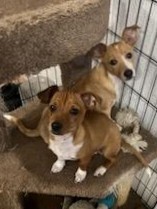 Chihuahua – Male Chihuahua puppies