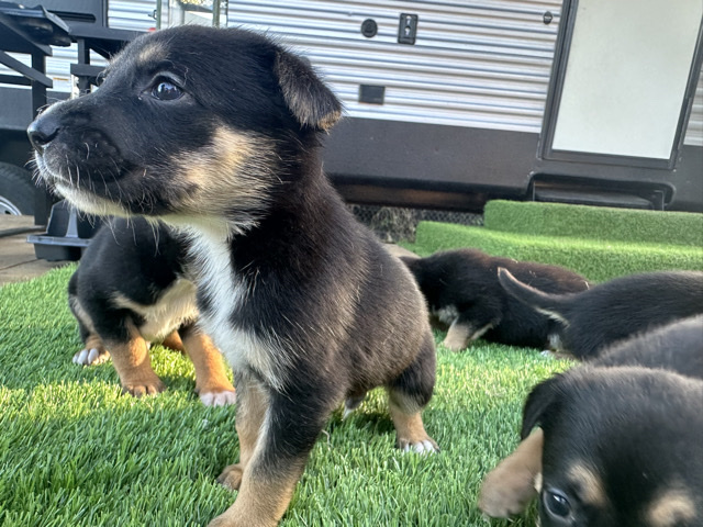 English Shepherd – germon shepherd mix with Labrador – Orlando