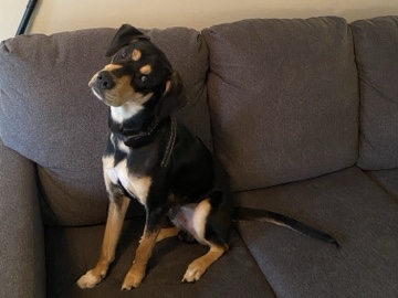 Labrador Retriever – Meet Bryson - A loyal lab looking for the perfect parent – Edgewood