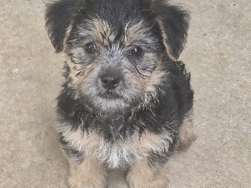 Yorkshire Terrier – yorkie puppies – Fort Worth