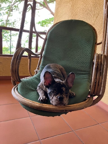 French Bulldog – French bulldog