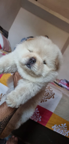 Chow Chow – chow chow