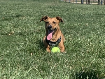 Dachshund – adorable doxie mix that needs adult only home – Kansas City