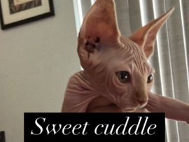 Sphynx – Sphynx Cat