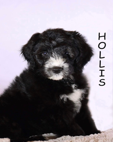 Poodle – Sheepadoodle Holly