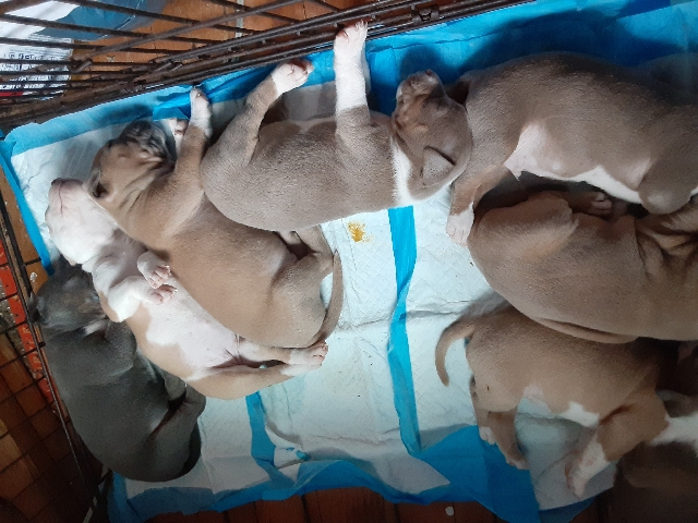 American Pit Bull Terrier – tri bullys